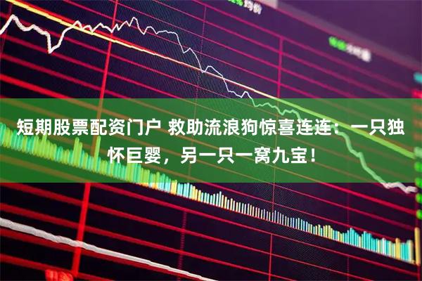 短期股票配资门户 救助流浪狗惊喜连连：一只独怀巨婴，另一只一窝九宝！